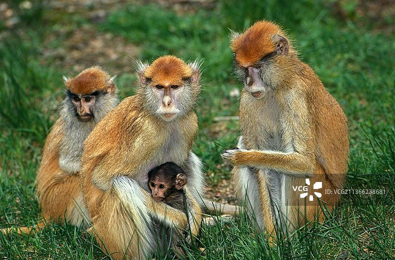 红猴，母猴，带仔图片素材
