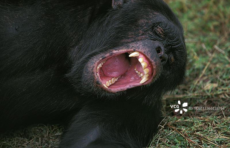 普通黑猩猩(类人猿)，成年后躺下打哈欠图片素材