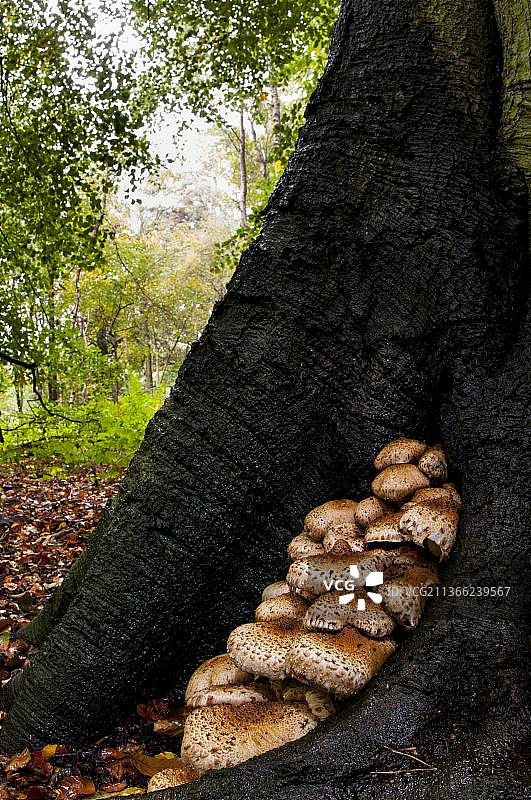 长在诺丁汉郡克伦伯公园一棵成熟山毛榉树基部的一大群毛茸茸的鳞茎植物(长鳞山毛榉图片素材