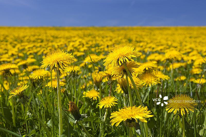 春天，蒲公英(Taraxacum officinale)在田野里开花图片素材