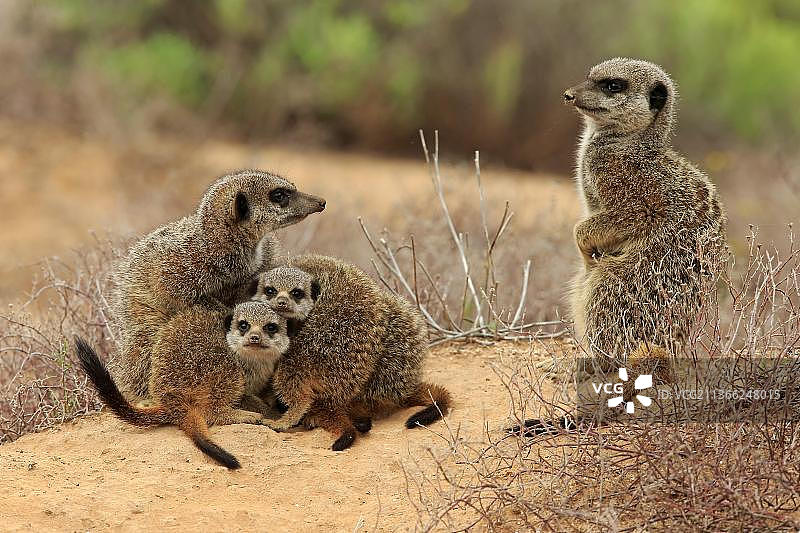 猫鼬(Suricata suricatta)，成年和年轻，奥茨胡恩，西开普，南非，非洲图片素材