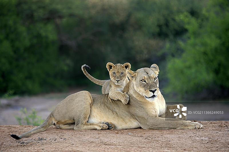 狮(Panthera leo)，成年雌狮和幼狮休息，社会行为，茨瓦鲁野生动物保护区，卡拉哈里，南非，非洲图片素材