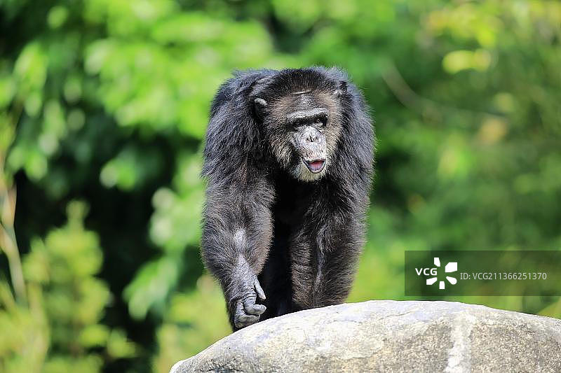 黑猩猩，成年雄性黑猩猩的表现行为，非洲(穴居黑猩猩)图片素材