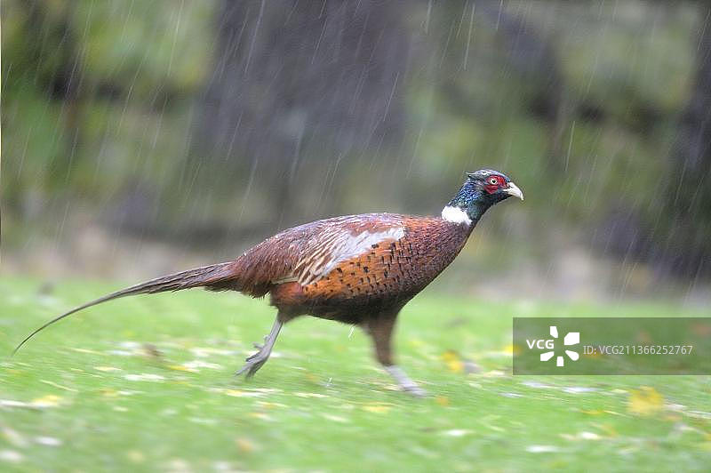 常见的野鸡(秋水鸡)，成年雄性，在暴风雨中走在草地上，楼梯，纽兰山谷，附近，湖区，坎布里亚郡，英格兰，英国，欧洲图片素材