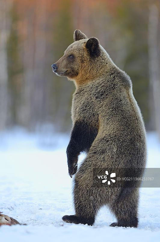 欧洲棕熊，欧洲棕熊(Ursus arctos arctos)，欧洲棕熊，熊，棕熊，捕食者，哺乳动物，动物，欧洲棕熊成年，用后腿站立，在积雪覆盖的沼泽上图片素材