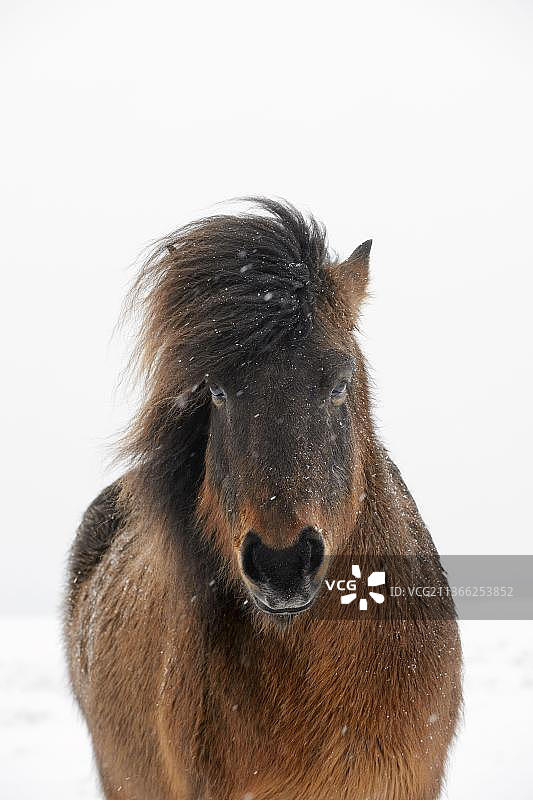 马，冰岛小马，成人，头部特写，在暴风雪期间，Snaefellsnes, Vesturland，冰岛，欧洲图片素材
