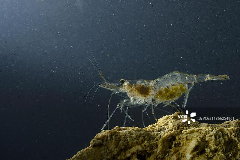 塘虾(Palaemonetes antennarius)，欧洲淡水虾，欧洲淡水虾，其他动物，甲壳类，动物，塘虾成年雌性，带卵，托斯卡纳，它图片素材