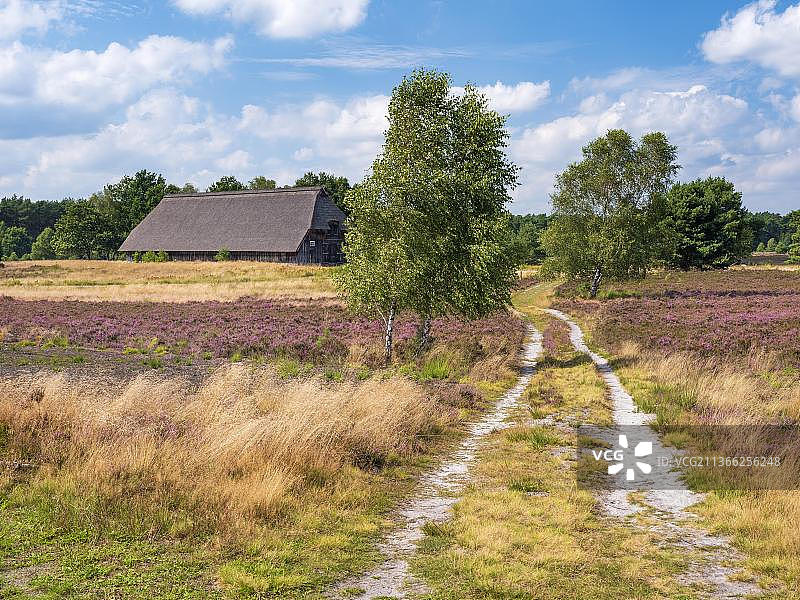 在德国下萨克森州Lueneburg heath徒步穿越典型的石南景观，有老羊圈和开花的石南花图片素材