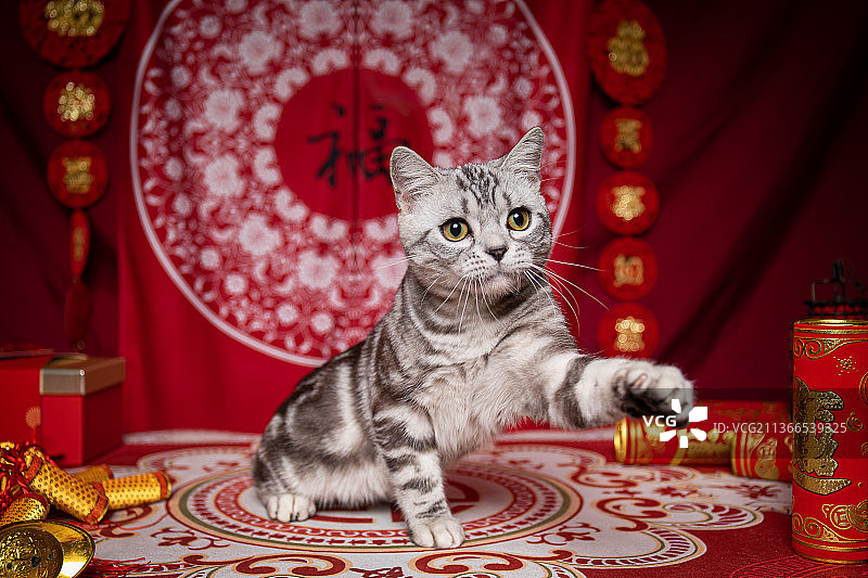美短猫的圣诞肖像照图片素材