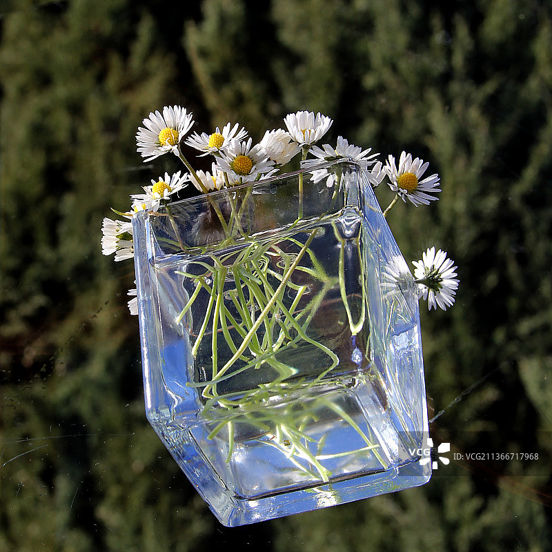 玻璃里白花的特写图片素材