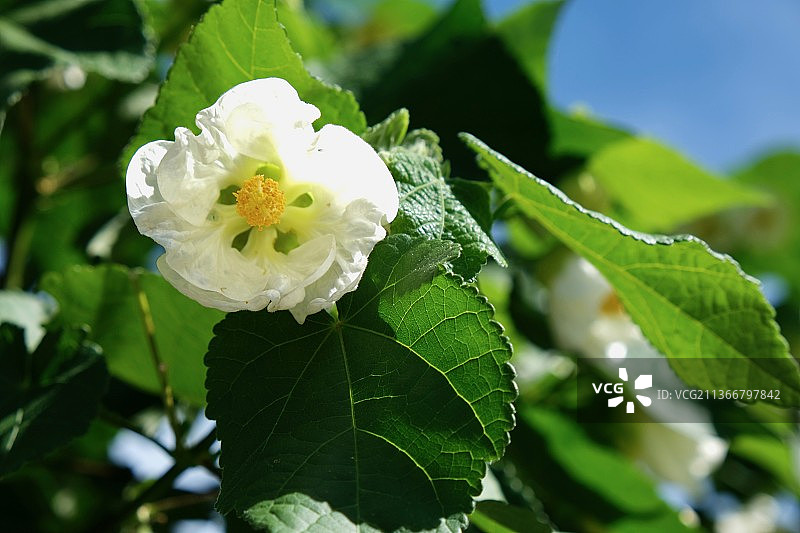 白色的花，白色开花植物的特写，哥伦比亚图片素材