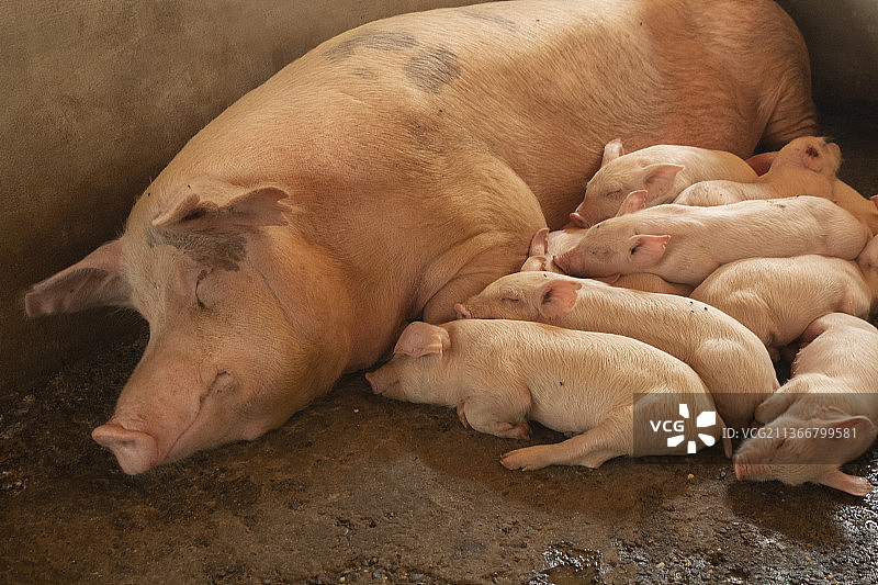 哥伦比亚萨伦托养猪场里的一组漂亮的猪图片素材