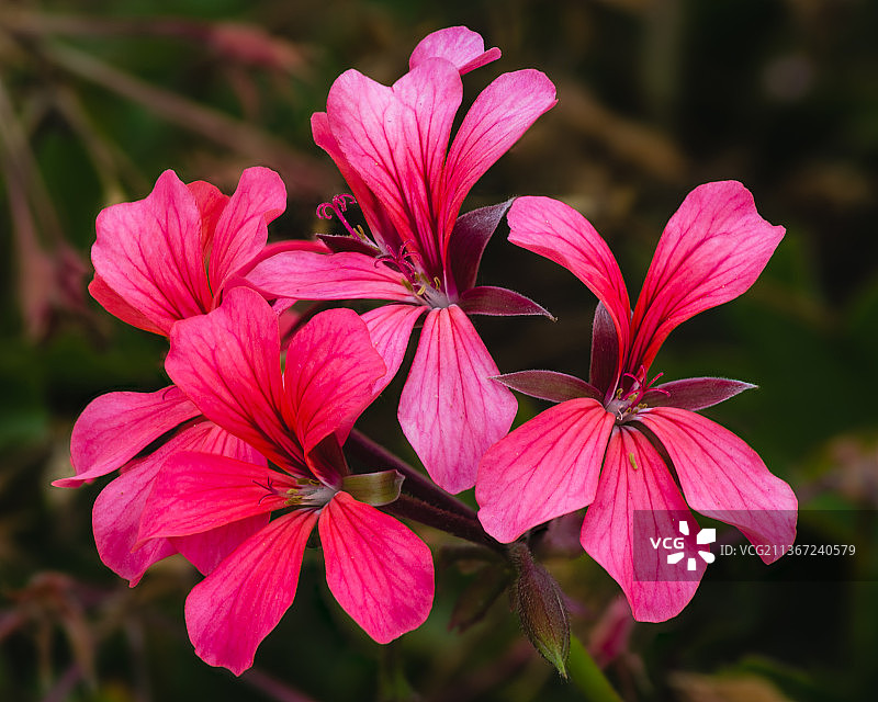 南非天竺葵开花，粉红色开花植物的特写，圣地亚哥，加利福尼亚，美国，美国图片素材