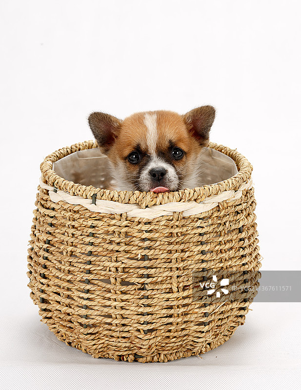 一只中华田园犬品种的小狗图片素材