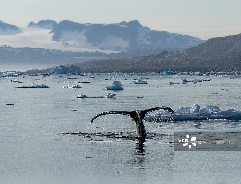 格陵兰岛，约翰彼得森峡湾附近的鲸鱼图片素材