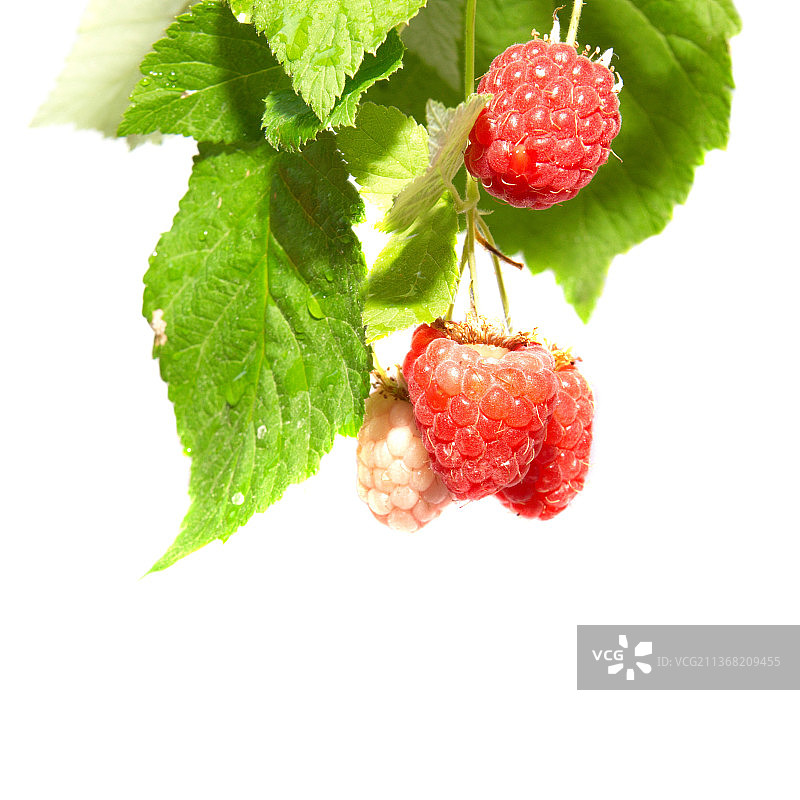 绿叶子的树莓，白色背景下草莓的特写图片素材