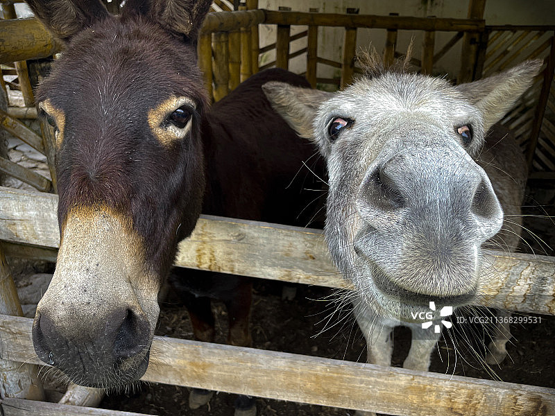 微笑的驴子，猪在笼子里的特写，厄瓜多尔图片素材