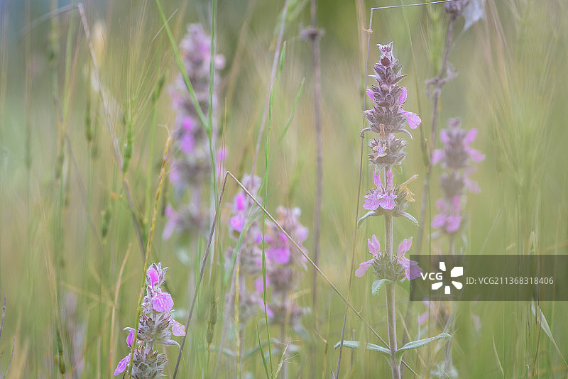 模糊的美，近距离的紫色开花植物在田野上，希腊图片素材