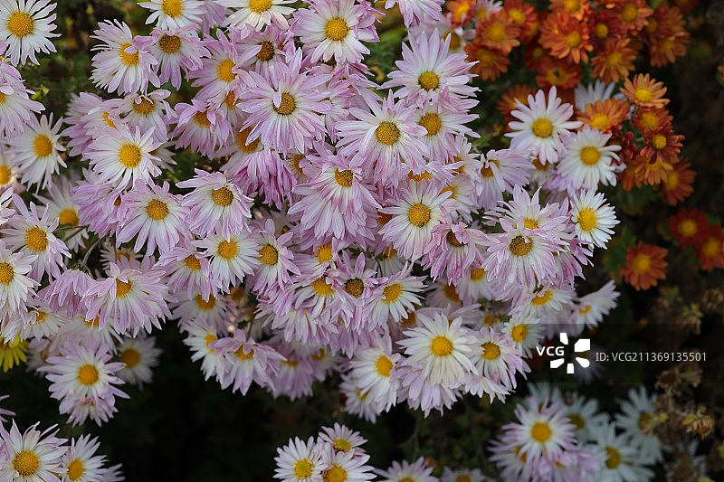 玛格丽特黛西，高视角的开花植物图片素材