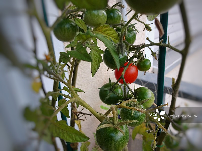 西红柿生长在植物上的特写图片素材