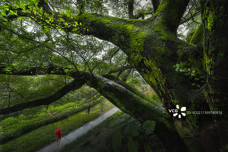 雨天游客在福州国家森林公园的千年古榕下漫步图片素材