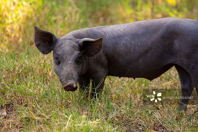 黑猪繁殖，犀牛侧视图站在现场图片素材
