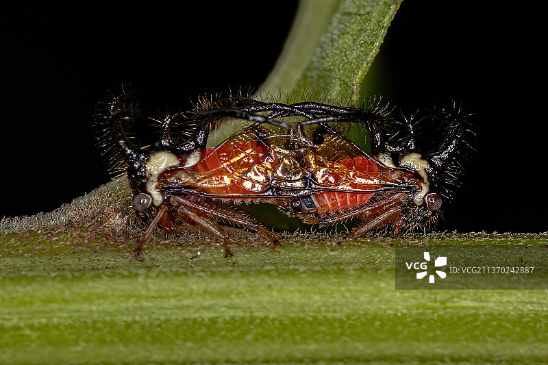 成年树蝉昆虫，特写在黑色背景下的叶片上的昆虫图片素材