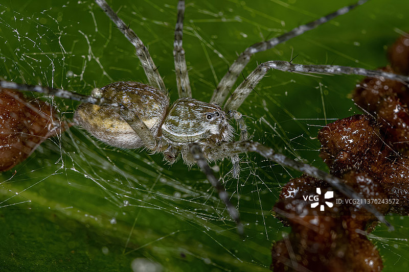 成年雌性苗圃网蜘蛛，蜘蛛在网上的特写图片素材
