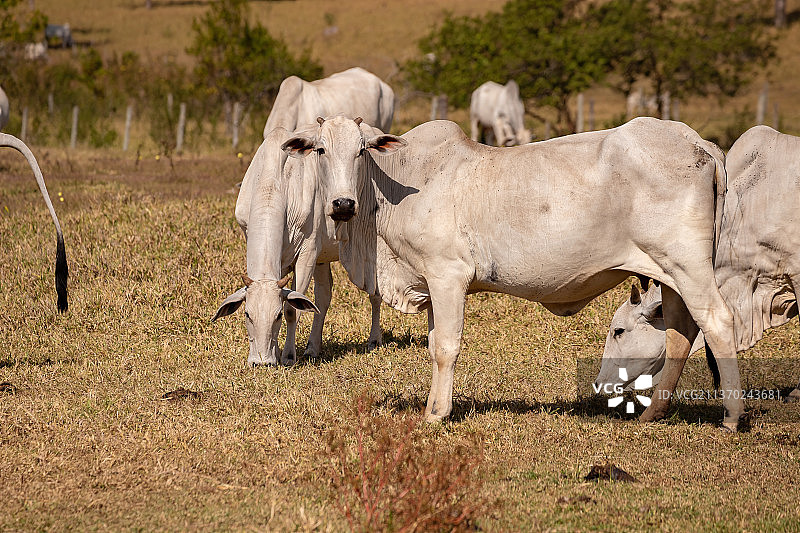 农场里的成年奶牛，奶牛站在牧场上的侧视图图片素材