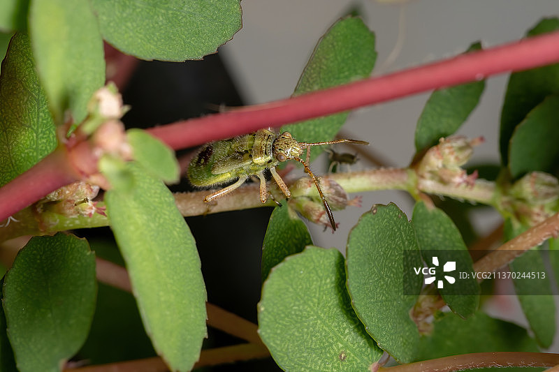 无气味的植物虫若虫，昆虫在植物上的特写图片素材