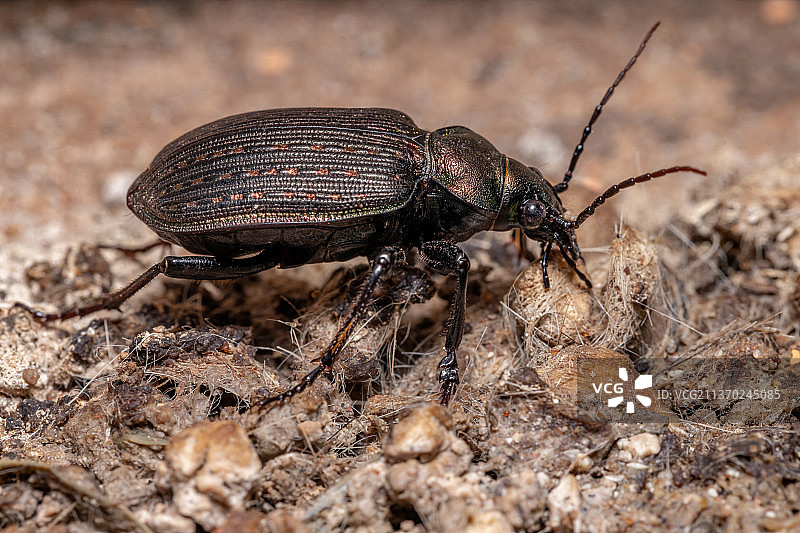 成虫猎人甲虫，田间昆虫特写图片素材