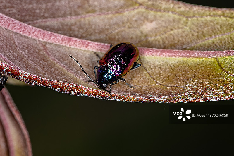 成虫，叶子上昆虫的特写镜头图片素材