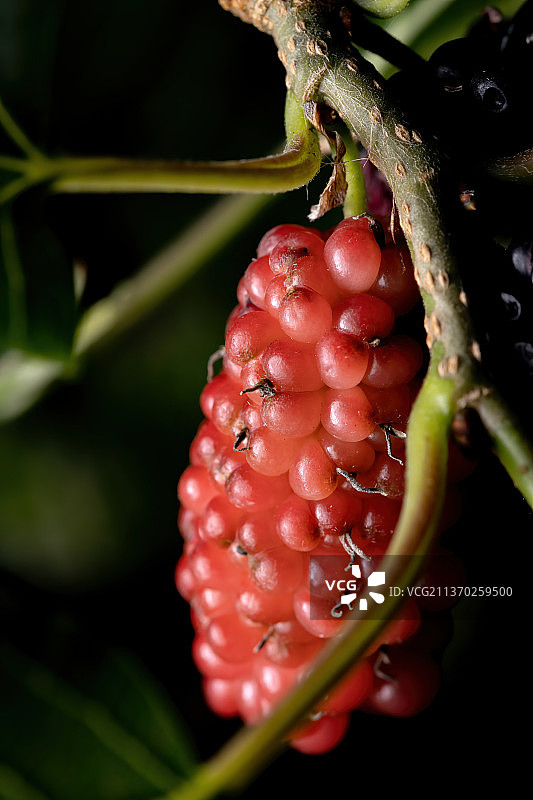 桑葚植物的细节，近距离的红色浆果生长在树上图片素材