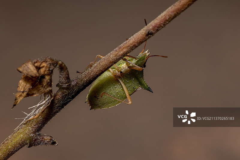 绿肚皮虫，昆虫在树枝上的特写图片素材
