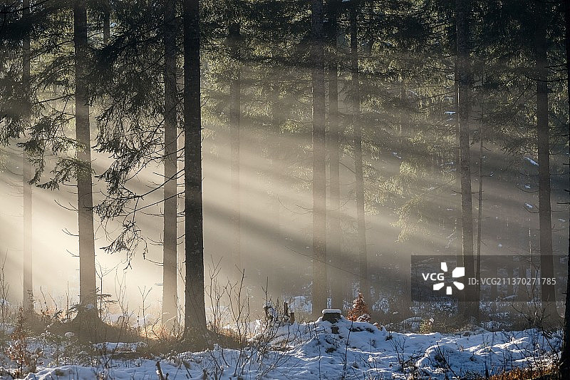 冬天在森林里的树木图片素材