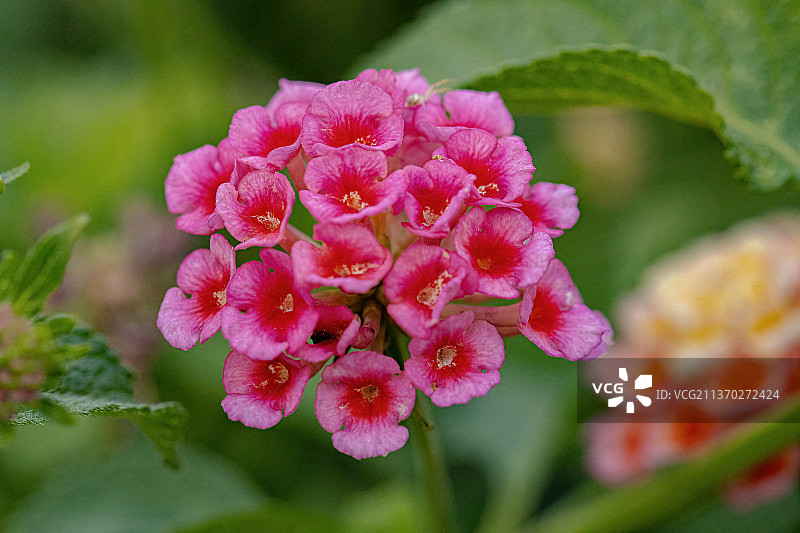 马缨丹的花，粉红色开花植物的特写图片素材