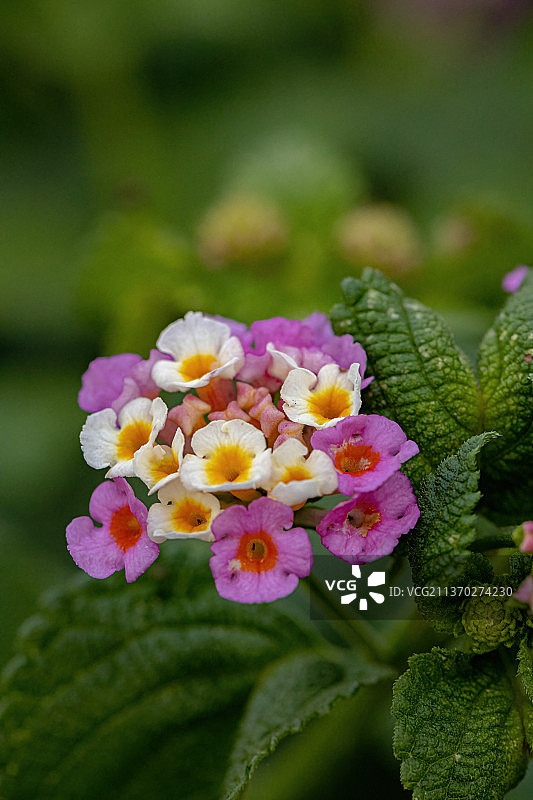 马缨丹的花，粉红色开花植物的特写图片素材