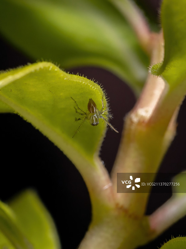 条纹猞猁蜘蛛，植物上昆虫的特写镜头图片素材