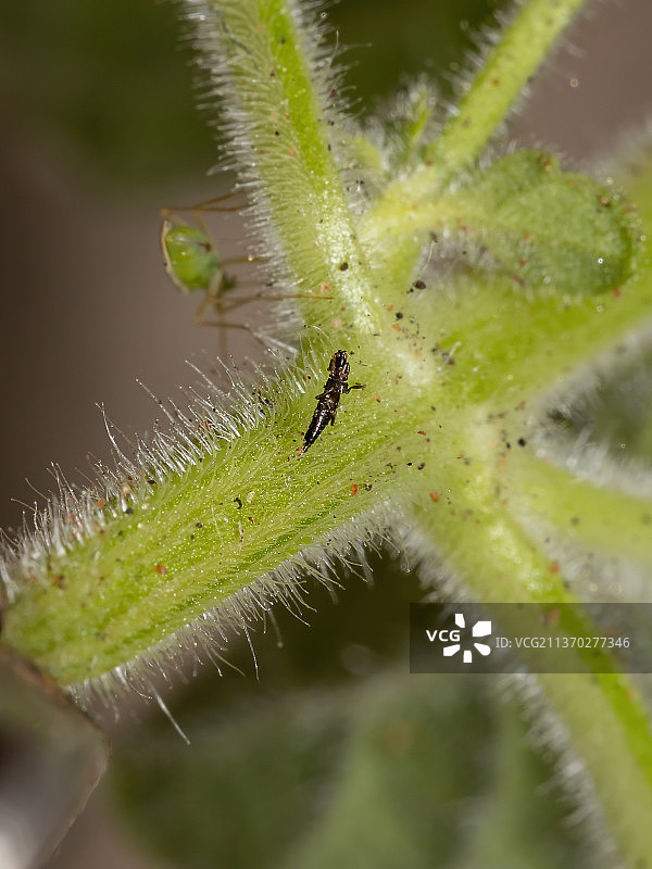 小蓟虫，毛虫在植物上的特写图片素材