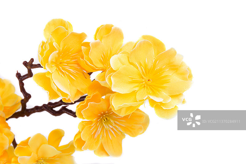 人造黄色花朵，白色背景下黄色花朵的特写，摩尔多瓦图片素材