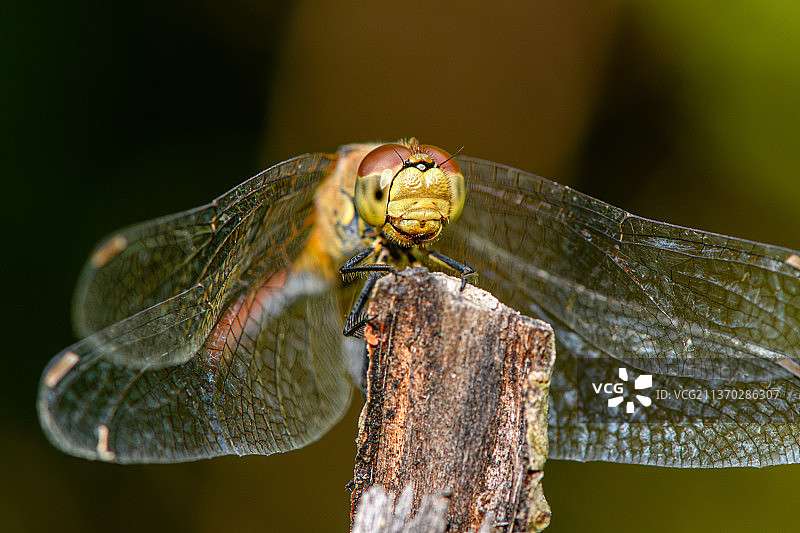 双点状双板，蜻蜓在木头上的特写，乌克兰扎卡尔帕蒂亚图片素材