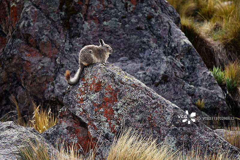 岩石上松鼠的特写图片素材