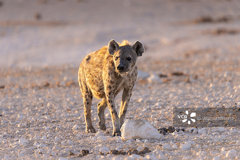 徘徊的鬣狗，在野外行走的猎豹的肖像，埃托沙国家公园，纳米比亚图片素材