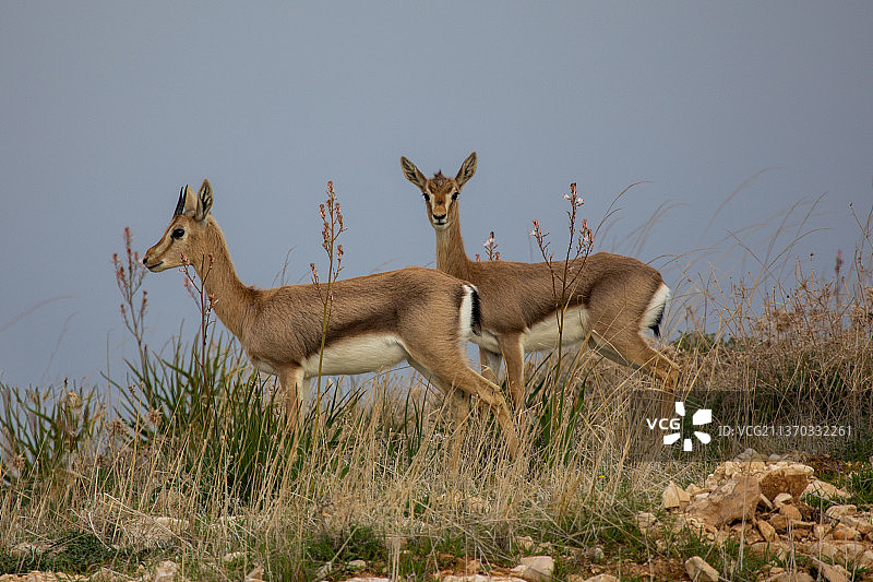 Pura自然保护区附近的麦田，以色列图片素材