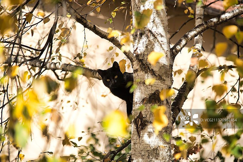 一个boo黑猫，低角度看猫在树上，黑山图片素材