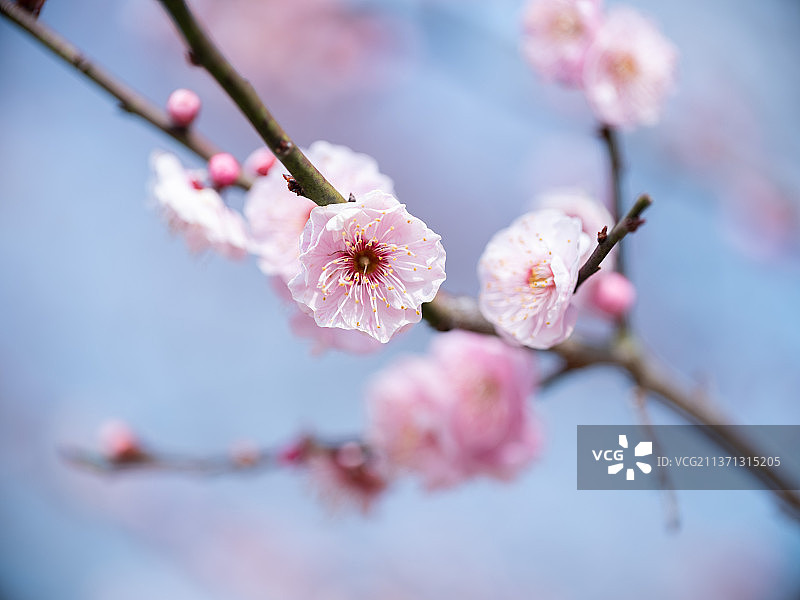 蓝天中鲜艳的梅花盛开图片素材