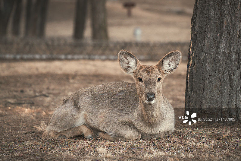 冬日卧在草地上的小鹿图片素材