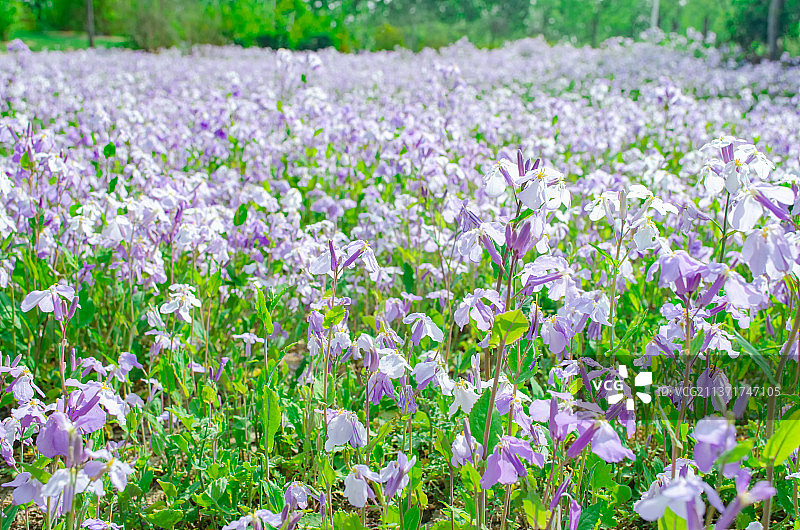 中国野生植物拍摄主题 一片紫色的诸葛菜（二月花）野花 户外无人图像摄影图片素材