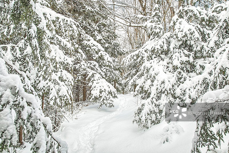 沙跑瀑布小径，雪覆盖森林的风景，Arnot，宾夕法尼亚州，美国，美国图片素材