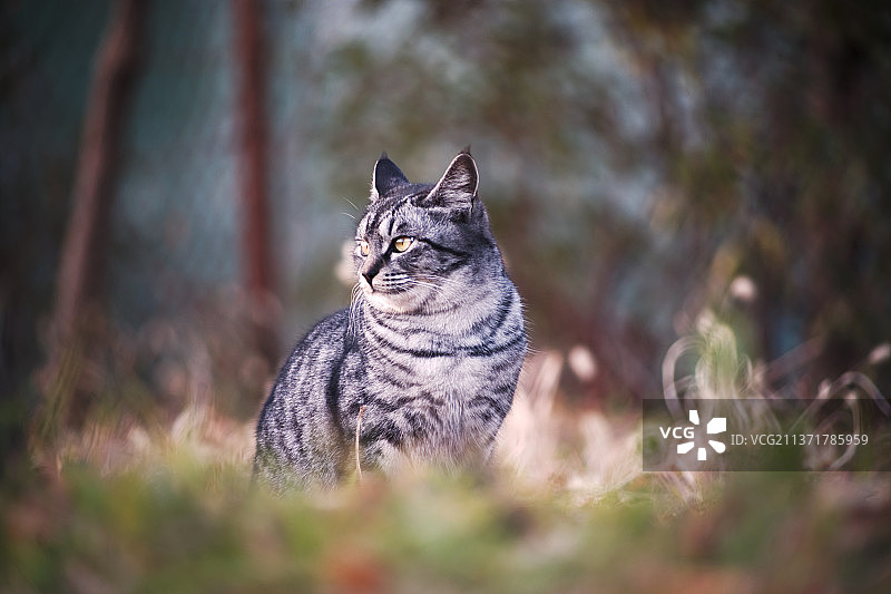 野猫，猫坐在野地上的肖像图片素材